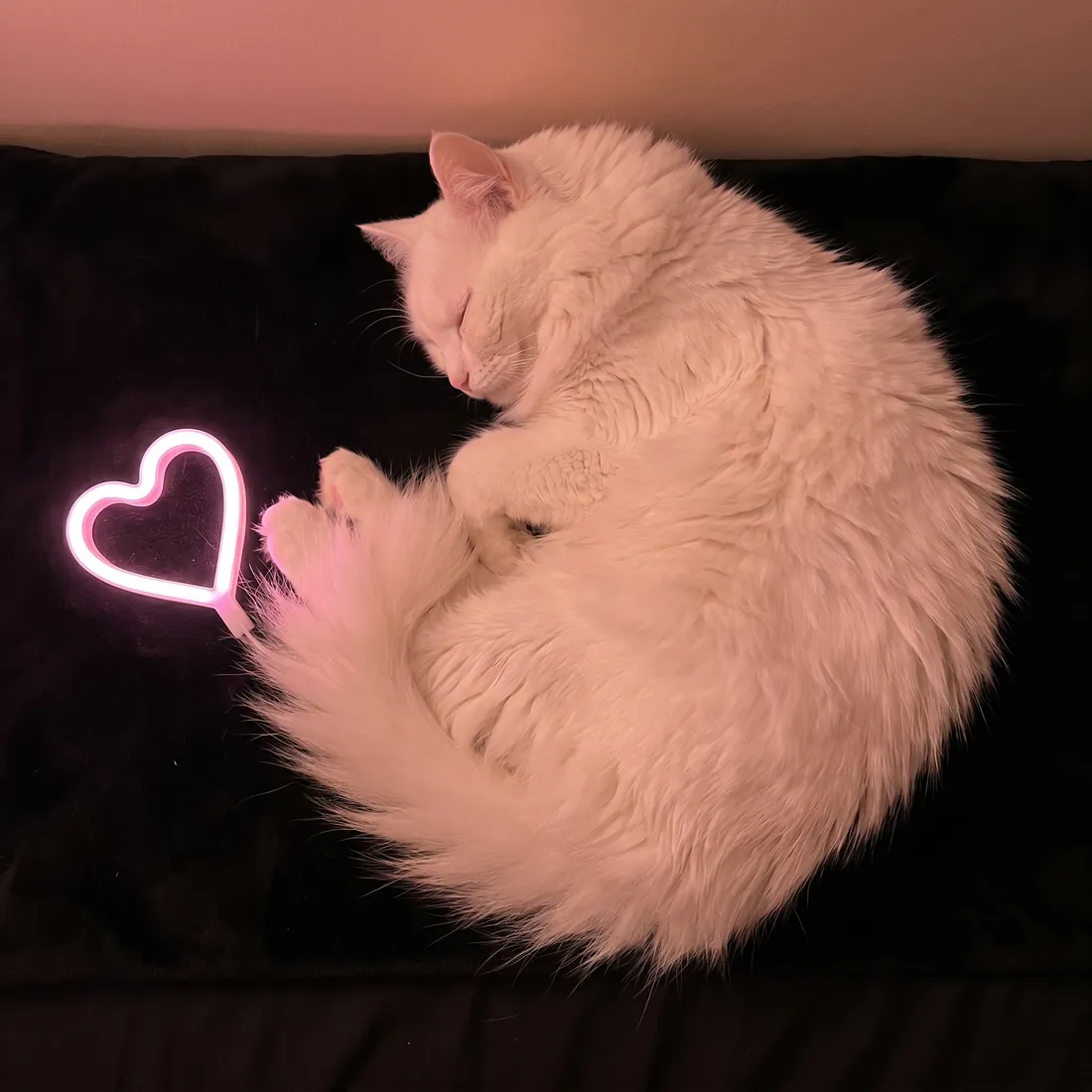 A fluffy white cat curled asleep beside a softly glowing neon-pink heart