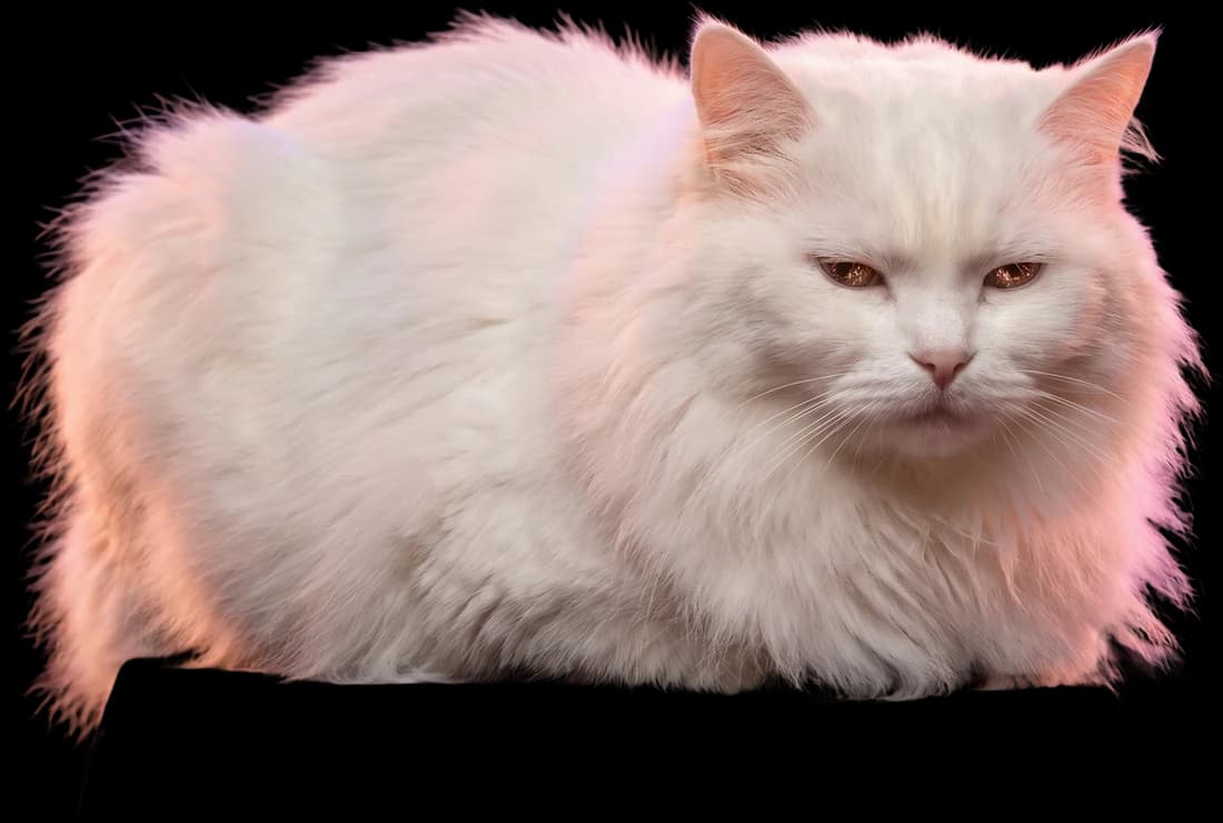 A contented fluffy white cat loafing